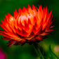 100 ORANGE DOUBLE STRAWFLOWER Xerochrysum Bracteatum Helichrysum Monstrosum Flower Seeds