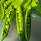 50 GREEN ARROW PEA Heirloom Shelling English Pisum Sativum Vegetable Seeds