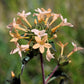 100 LARGE FLOWERED PHLOX Collomia Grandiflora Flower Seeds