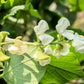 50 White DIXIE LIMA BEAN Butterpea Phaseolus Vulgaris Vegetable Seeds