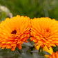500 PACIFIC Beauty ORANGE MARIGOLD Calendula Officinalis Flower Seeds