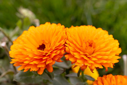 500 PACIFIC Beauty ORANGE MARIGOLD Calendula Officinalis Flower Seeds
