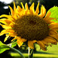 10 Early MAMMOTH RUSSIAN SUNFLOWER Helianthus Annuus Flower Seeds