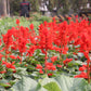 400 SCARLET SAGE (Lady-In-Red Salvia / Blood Sage / Red Texas Sage) Salvia Coccinea Flower Seeds