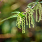 200 STINGING NETTLE Urtica Dioica (aka Common, California, or Bull Nettle / Tread Softly) Flower Seeds
