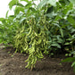 25 Sweet BLACK JET SOYBEAN Edamame Bean Glycine Max Vegetable Legume Seeds
