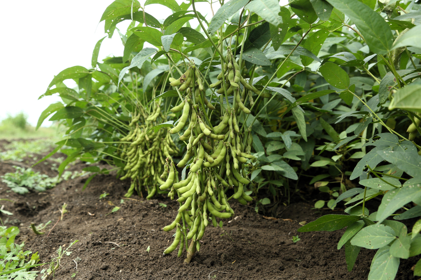 25 Sweet BLACK JET SOYBEAN Edamame Bean Glycine Max Vegetable Legume Seeds