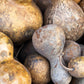 20 BIRDHOUSE GOURD (Hard Shelled Gourd / Calabash) Lagenaria Siceraria Vine Seeds