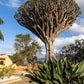 10 DRAGON TREE Dracaena Draco Canary Island Drago Blood Asparagus Yucca Evergreen Succulent Houseplant Orange Berry White Flower Seeds