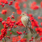 50 WINTERBERRY Holly Ilex Verticillata - Candian Holly  / Fever Bush / Black Alder Tree Shrub Red Berry White Flower Seeds