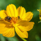300 YELLOW SULPHUR COSMOS Bipinnatus Flower Seeds