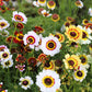 250 TRICOLOR PAINTED DAISY (Pyrenthrum Daisy) Chrysanthemum Carinatum Flower Seeds
