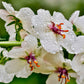 50 WEDDING CANDLES VERBASCUM Chaixii Album Mullein White Purple Flower Seeds