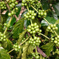 15 ARABICA COFFEE Tree Shrub Seeds - Grow your own coffee!