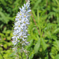 25 Blue WILD HYACINTH Camassia Scilloides Eastern Camas Lily Native Flower Seeds