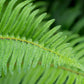 1500 Western SWORD FERN Giant Holly Swordfern Polystichum Munitum Aspidium Solitarium Spores Seeds