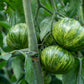 50 GREEN ZEBRA TOMATO Striped Lycopersicon Fruit Vegetable Seeds