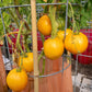 150 GOLDEN JUBILEE TOMATO Yellow Lycopersicon Lycopersicum Fruit Vegetable Seeds