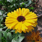 500 PACIFIC Beauty YELLOW MARIGOLD Calendula Officinalis Flower Seeds
