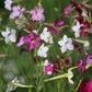 100 Heirloom MIXED COLORS NICOTIANA (Ornamental Flowering Tobacco) Nicotiana Alata Flower Seeds