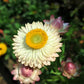 100 WHITE DOUBLE STRAWFLOWER Helichrysum Monstrosum Xerochrysum Bracteatum Flower Seeds