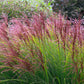 10 RED MAIDEN GRASS Miscanthus Sinensis Plumes Ornamental Flower Seeds