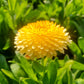 500 PACIFIC Beauty YELLOW MARIGOLD Calendula Officinalis Flower Seeds
