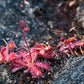 10 CARNIVOROUS SUNDEW PLANT Drosera Flower Seeds