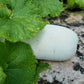 20 WAX GOURD Winter Melon White Ash Benincasa Hispida Vegetable Seeds