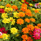 250 Mixed Colors ZINNIA ELEGANS Flower Seeds