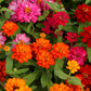 250 Mixed Colors ZINNIA ELEGANS Flower Seeds