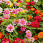 250 Mixed Colors Common GARDEN ZINNIA Elegans Flower Seeds
