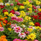 250 Mixed Colors Common GARDEN ZINNIA Elegans Flower Seeds