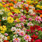 250 Mixed Colors Common GARDEN ZINNIA Elegans Flower Seeds