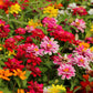 250 Mixed Colors Common GARDEN ZINNIA Elegans Flower Seeds