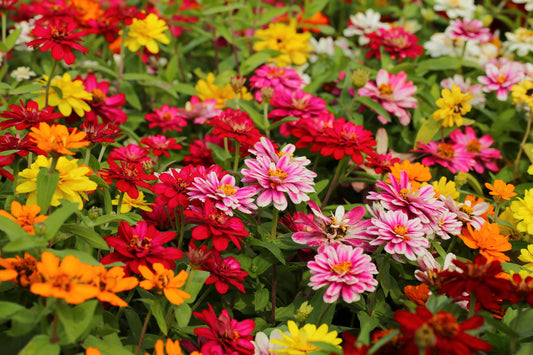 250 Mixed Colors Common GARDEN ZINNIA Elegans Flower Seeds