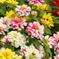 250 Mixed Colors Common GARDEN ZINNIA Elegans Flower Seeds
