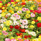 250 Mixed Colors Common GARDEN ZINNIA Elegans Flower Seeds