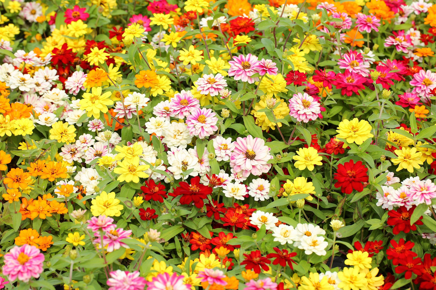 250 Mixed Colors Common GARDEN ZINNIA Elegans Flower Seeds