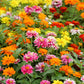 250 Mixed Colors Common GARDEN ZINNIA Elegans Flower Seeds