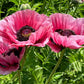 1000 MIXED Colors ORIENTAL POPPY Papaver Orientale Flower Seeds