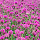 50 GLOBE AMARANTH MIX Gomphrena Globosa Mixed Colors Amaranthus Flower Seeds