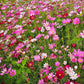 350 COSMOS SENSATION MIX Mixed Colors Cosmos Bipinnatus Flower Seeds