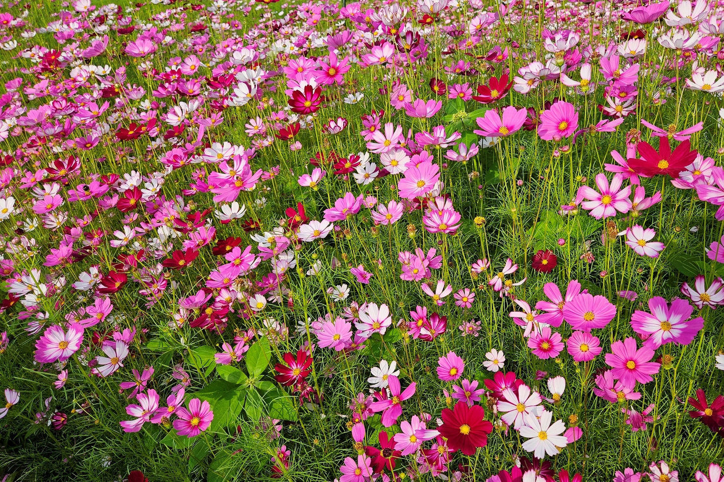 350 COSMOS SENSATION MIX Mixed Colors Cosmos Bipinnatus Flower Seeds
