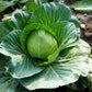 500 FLAT DUTCH Late CABBAGE Brassica Oleracea Capitata Vegetable Seeds