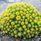25 ROSEROOT STONECROP Golden Rose Root Sedum Rhodiola Rosea Yellow Succulent Flower Seeds