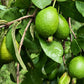 20 GUAVA FRUIT Tree Shrub Psidium Guajava White Flowers Fruit Seeds
