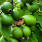 20 GUAVA FRUIT Tree Shrub Psidium Guajava White Flowers Fruit Seeds