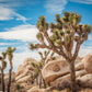 5 JOSHUA TREE Palm Tree Yucca Brevifolia White Flowers Cactus Succulent Seeds