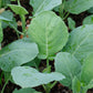 1000 HANOVER SALAD Spring KALE Smooth Siberian Brassica Napus Vegetable Seeds